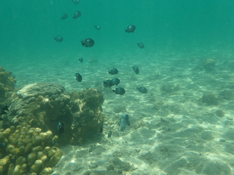 Fish @ Anini